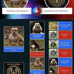 American Bully Males Available in Porterville, ca