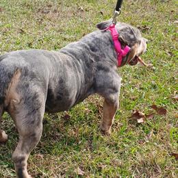 Tri Merle Female Bully for Discussion in Hattiesburg, ms
