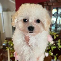 F1 Maltipoos - Sweet and Playful Puppies in Rocky Mount, nc