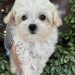 Maltipoo Puppies Ready for Adoption in Rocky Mount, nc