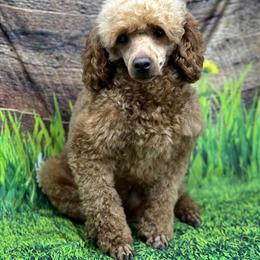 Mini Poodle Stud Service - Intense Red Phantom Available in Davison, mi