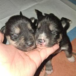 Siberian Husky Puppies Ready for Loving Homes Soon in Tucson, az