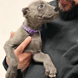 Cane Corso Puppy - Champion Bloodline, ICCF Registered in Anderson, in