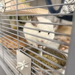 Adorable white chinchilla for adoption in Kissimmee, fl