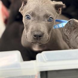 Solid Blue Male Cane Corso Puppy from Champion Bloodline in Anderson, in