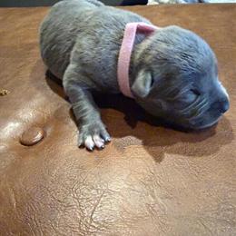Mastiff Puppies Ready for New Homes in Harrison, mi