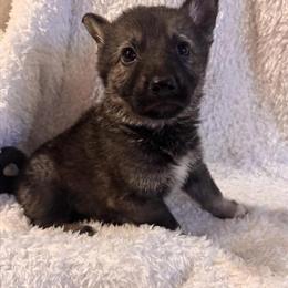 German Shepherd Puppies Available with AKC Papers in Byron, mi