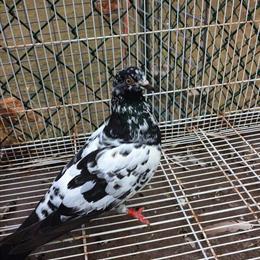 Tippler Pigeons for Sale - Multi-color Variety in Baltimore, md