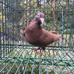 Yellow Homers and Racing Homers for Sale in Baltimore, md