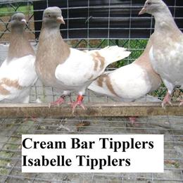 Multi-color Tippler Birds for Sale in Baltimore, md