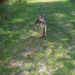 German Shepherd Free to a Good Home in Grant, mi