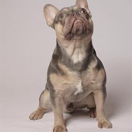Female French Bulldog Looking for a New Home in Chester, pa