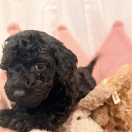 Mini Goldendoodle Puppy - 8 Weeks Old & Healthy in Orlando, fl