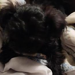 Yorkiepoo Puppy - 10 Weeks Old, Male, Black Color in Sandusky, oh