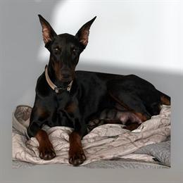 Doberman Puppies Ready for New Homes in Spartanburg, sc