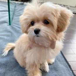 Maltipoo Puppy - Female Ready for New Home in Ohio City, oh