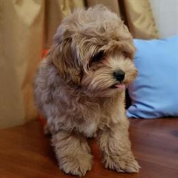 Adorable Maltipoo Puppies Available for New Homes in Ohio City, oh