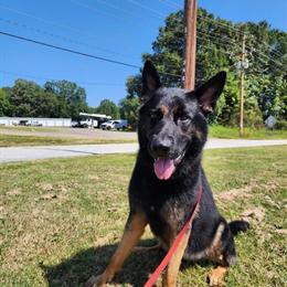 German Shepherd Stud Available - Health Tested and Proven in Spartanburg, sc