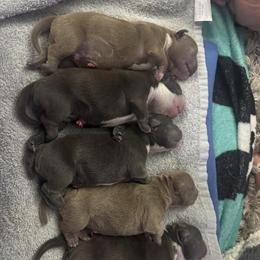 ABKC Micro Bully Puppies Available in Louisville, ky