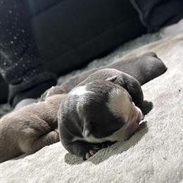 Micro Bully Puppies Available in Louisville, ky