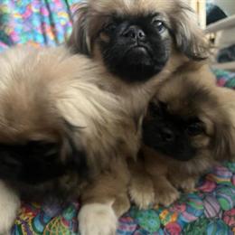 Pekingese Puppies Available for Christmas in Chesterton, in