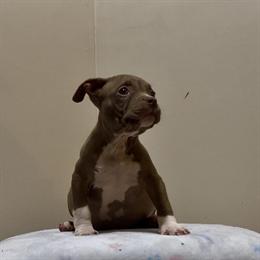 Classic American Bully Puppies Ready for Pet Homes in Collierville, tn