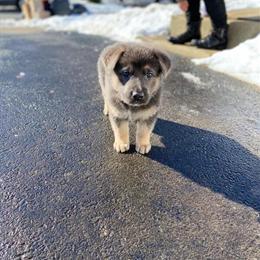 German Shepherd Stud Service - AKC Registered Males in Westerville, oh