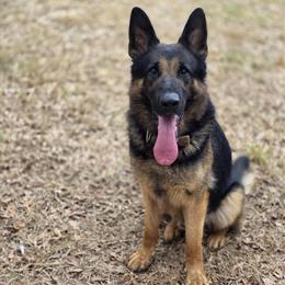 German Shepherd Male for Stud in Spartanburg, sc
