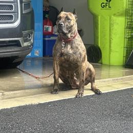 Presa Canario Female Available for Rehoming in Philadelphia, pa