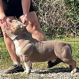 Colson Stud Credit Available in Bowling Green, ky