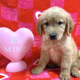 Golden Retriever puppies ready for new homes in Evansville, in
