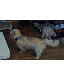 Dachshund - 8 Month Old Male Schweenie in Sioux City, ia