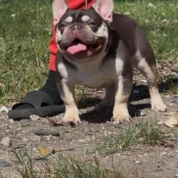 French Bulldog Stud Available - Maskless Cocoa and Tan in Minneapolis, mn