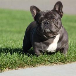 Bulldog Stud Available - Loki from Bad Bunny Bloodline in Minneapolis, mn