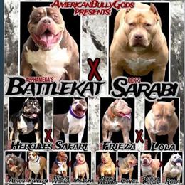 Female Chocolate Merle XL American Bully Pup for Sale in Dallas, tx