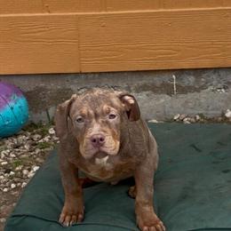 American Bully Puppies Available in Dallas, tx