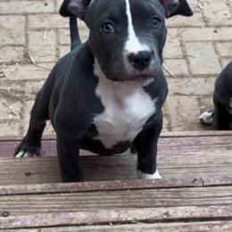 American Bully Puppies for Sale in Dallas, tx