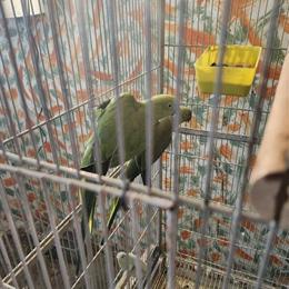 Ring Neck Pair for Sale in Chicago, il