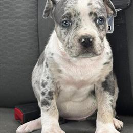 Female Merle Puppy - 7 Weeks Old in Dallas, tx
