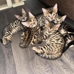 Female Bengal Kittens Available from Next Litter in Chicago, il