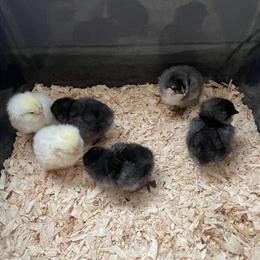 Ameraucana chicks looking for new brooders in Flint, mi