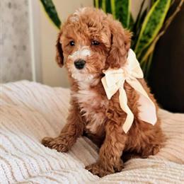 Mini Goldendoodle Puppies Ready for Adoption Now in Madison, wi