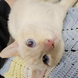 Flamepoint Male Cat Dodger Needs a New Home in Appleton, wi