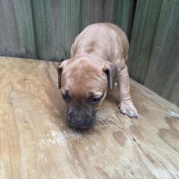 Pitbull Male Puppies for $600 in Birmingham, al