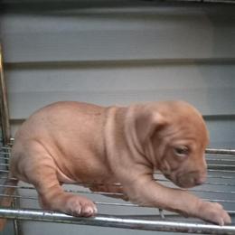 Red Pitbull Male Puppies for $600 in Birmingham, al
