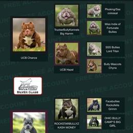 Pocket Bully 'Cimba' - Male, 6 Months Old, Fully Vaccinated in Joliet, il