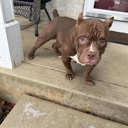 Chocolate Pocket Bully 'Co Co' - 6 Months Old Male in Joliet, il