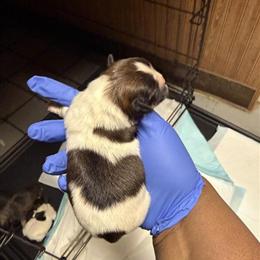 Shorkie Puppies Ready for New Homes in March in Southfield, mi