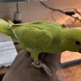 Female Indian Ringneck Babies Available with DNA Papers in Tobyhanna, pa