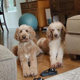 Spayed Standard Poodle Seeking Forever Home in Salem, or